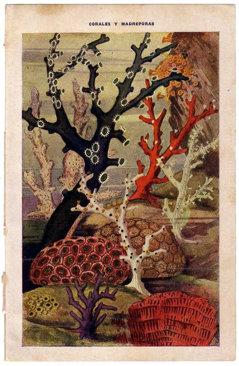 Coral - Vintage Color Illustration Vintage Coral Illustration, Coral Reef Illustration, Reef Illustration, Ocean Coral Reef, Ocean Coral, Coral Art, Illustration Botanique, Scientific Illustration, Illustration Vintage