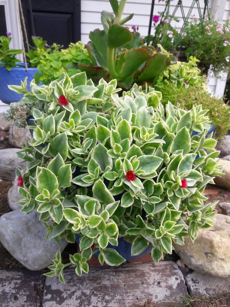 Variegated heartleaf ice plant (Aptenia cordifolia ‘Variegata’, Zones 10–11) has pretty little red flowers all summer long, but the real show is that beautiful white-edged succulent green foliage Trailing Ice Plant, Aptenia Plant, Vining Succulents, Red Leaves Plant, Succulent Vines, Ice Plant Succulent, Succulent Garden Landscape, Decor Garden Ideas, Cactus Plant Pots