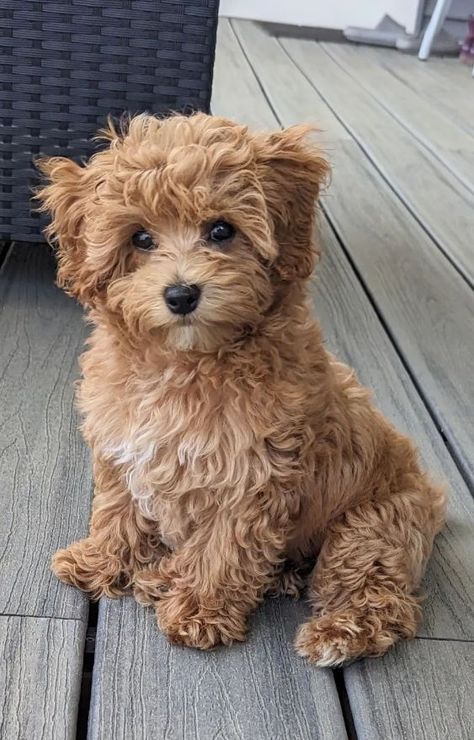 Maltipoo Vs Cavapoo, Cute Puppy Dogs, Toy Maltipoo Full Grown, Maltipoo Dogs Full Grown, Maltipoo Aesthetic, Maltipoo Adult, Maltipoo Full Grown, Mini Maltipoo, Toy Maltipoo