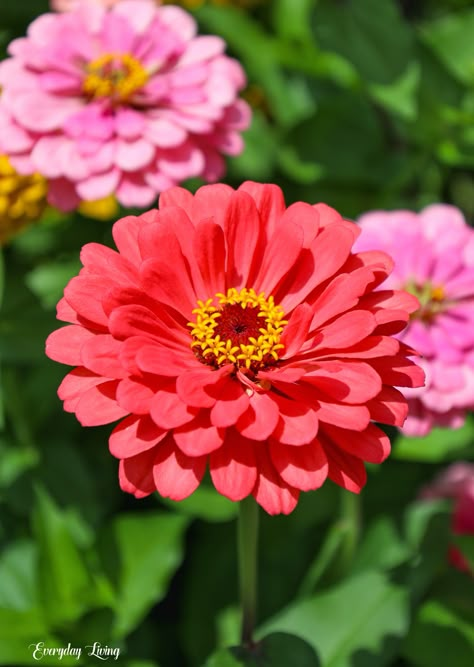 Zinnia Aesthetic, Zinnias Garden Ideas, Zinnias Garden, Cut Flower Garden Layout, Budget Garden Ideas, Flower Garden Layout, Easiest Flowers To Grow, Zinnia Garden, Garden On A Budget