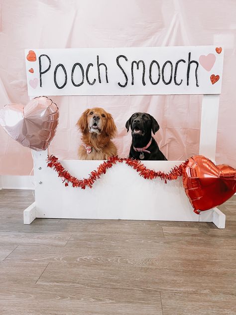 Golden retriever and black lab valentines kissing booth DIY | pooch smooch | valentine | dog valentine | kissing booth | labrador | english golden retriever | dog valentines Diy Dog Kissing Booth, Kissing Booth For Dogs, Dog Photo Backdrop Ideas, Valentine Dog Photo Shoot, Vday Decor Ideas, Kissing Booth Photoshoot, Valentines Kissing Booth, Diy Kissing Booth, Dog Kissing Booth