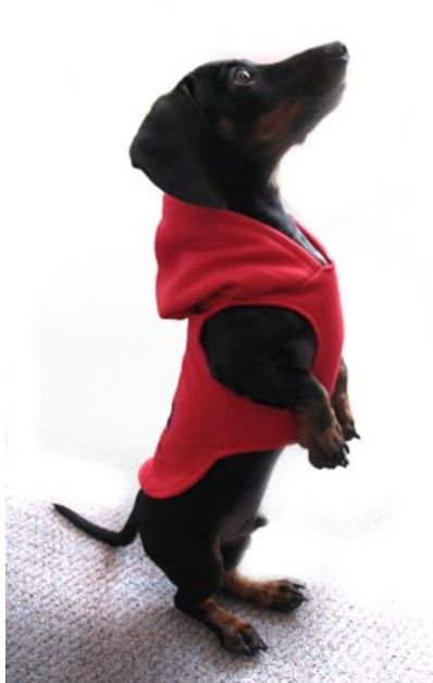 Dog Hoodie Pattern, Dog Jacket Patterns, Pet Clothes Patterns, Diy Dog Sweater, Dog Clothes Patterns Sewing, Dog Coat Pattern, Dog Sewing Patterns, Dachshund Clothes, Dachshund Pattern