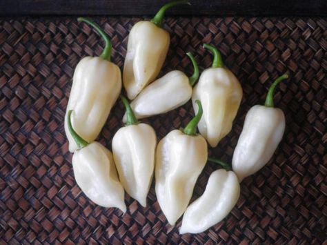 Hey, I found this really awesome Etsy listing. white ghost chili bhut joloki Growing Plants From Seeds, Ghost Chili, Bhut Jolokia, Ghost Pepper, Compost Tea, Ghost Peppers, White Ghost, Pepper Plants, Pepper Seeds