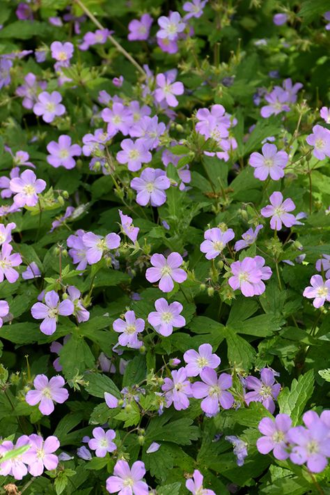 Wild Geranium Perennials, Wild Geranium Tattoo, Purple Geraniums, Wild Geraniums, Geranium Maculatum, Cranesbill Geranium, Wild Geranium, Geranium Plant, Tattoos Temporary