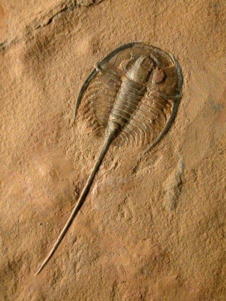 Ptychopariida Gerospina schachti Trilobite from Weeks Formation Extinct Plants, Carnival Of The Animals, Terracotta Warriors, Rocks And Fossils, Trilobite Fossil, Dinosaur Skeleton, Archaeological Discoveries, Geology Rocks, Paleo Art