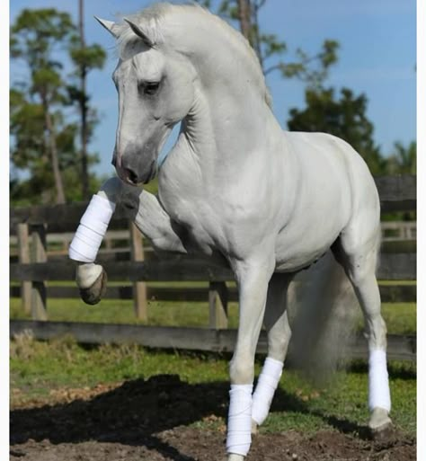 Andalusian Horse, Most Beautiful Horses, Grey Horse, Most Beautiful Animals, Majestic Horse, I Love Horses, All The Pretty Horses, Horse Crazy, Horse Equestrian