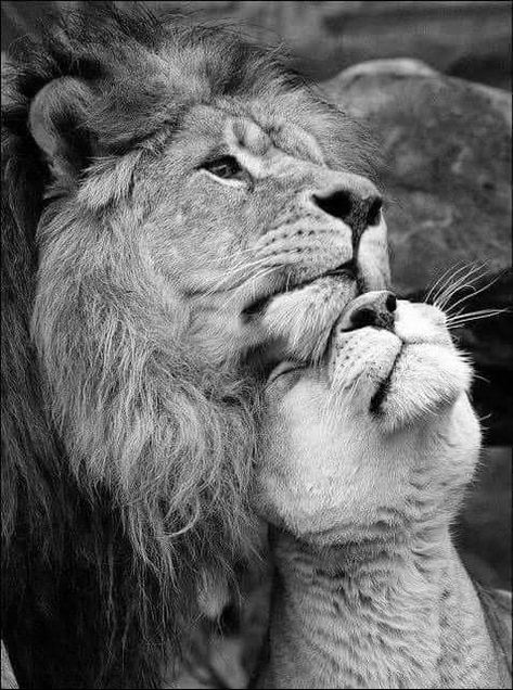 Lion Couple, Black And White Lion, Lion Photography, Lion Love, Lion And Lioness, Lion Wallpaper, Lion Painting, Lion Images, Lion Pictures