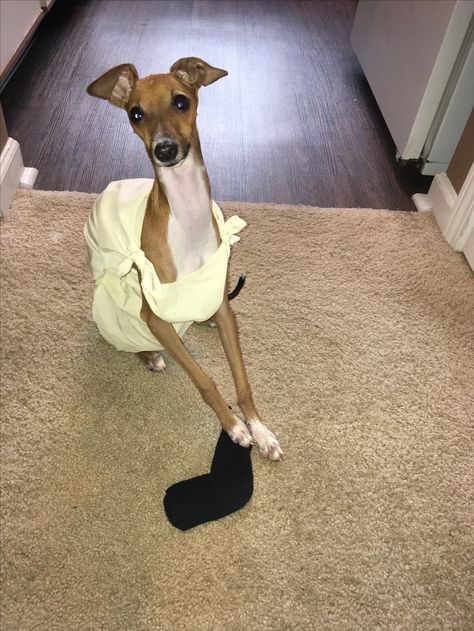 Dobby the house elf dog costume Dobby Dog Costume, Harry Potter Bday Party, Dobby The Elf, Dobby The House Elf, House Elf, Halloween Safety, Harry Potter Bday, Halloween Mantel, Halloween Music