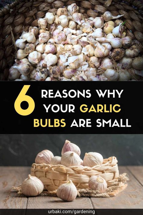 When To Plant Garlic Bulbs, How To Dry Garlic Bulbs, Growing Garlic In Containers, Drying Garlic, Garden Placement, Harvest Garlic, Easiest Vegetables To Grow, Garlic Garden, Garlic Bulbs