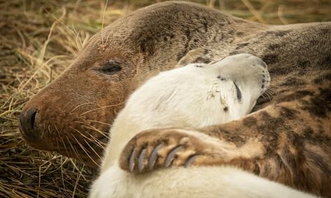 Elephant Shrew, North American Animals, Monk Seal, Grey Seal, Harp Seal, Cute Seals, Seal Pup, Baby Seal, Wild Kingdom