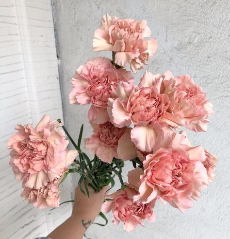 Pale Pink Carnations, Pink Carnation Aesthetic, Carnation Aesthetic, Mad Aesthetic, Sun Moon Earth, Moon Earth, Pink Carnations, Nothing But Flowers, Written In The Stars