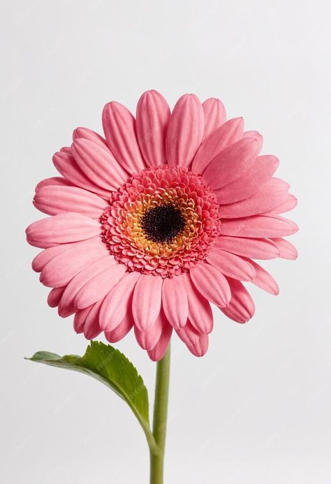 Premium Photo | Pink gerbera flower isolated on white background Flower Drawing Reference Photo, Flowers Reference Photo, Evolution Project, White Flower Png, Gerbera Flower, Pink Gerbera, Digital Flower, Most Popular Flowers, Web Design Tools