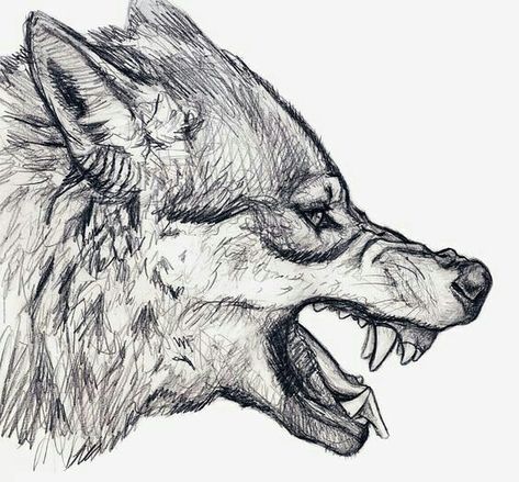 Wolf Snarl, Wolf Head Drawing, Wolf Sketch, Animal Drawings Sketches, Wolf Drawing, Canine Art, Architecture Drawing Art, Animal Sketches, Wolf Art