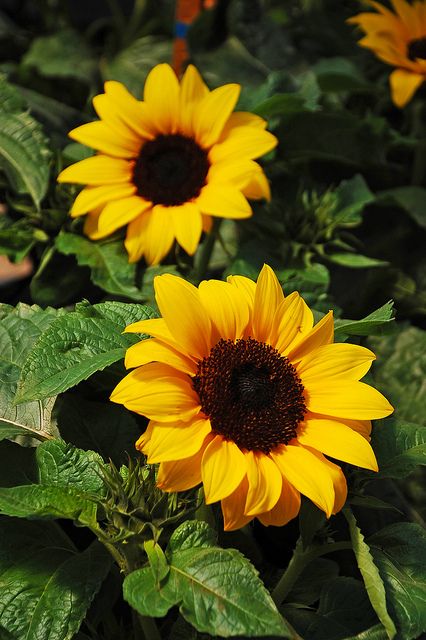 Sunflowers | Two sunflowers | Perl Photography | Flickr Cover Ups Tattoo, Grey Canvas Art, Sunflower Photography, Sunflowers And Daisies, Sunflower Pictures, Sunflower Garden, Gold Canvas, Sunflower Wallpaper, Sunflower Art