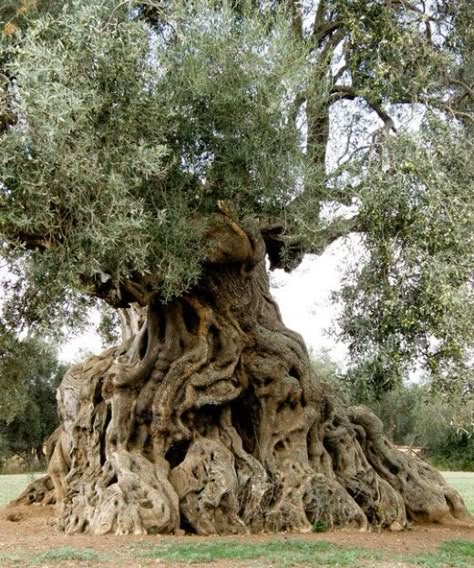 900 Year Old Olive Tree with Massive Trunk in Ortumannu, Sardinia Old Olive Tree, Elder Tree, Palm Tree Pictures, Weird Trees, Amazing Trees, Fire Wood, Eucalyptus Tree, Cedar Trees, Beautiful Trees