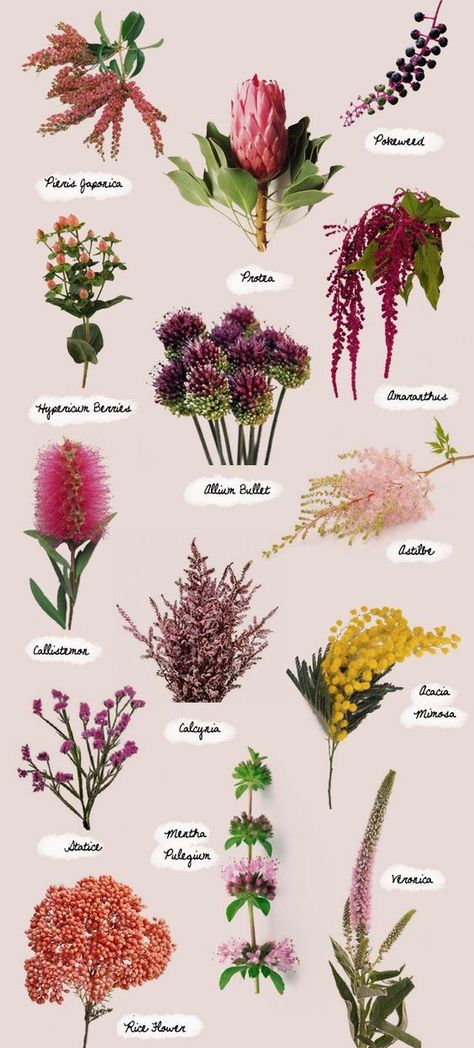 Flowers And Their Names, Pieris Japonica, Flower Chart, Hypericum Berries, نباتات منزلية, Flower Types, Different Types Of Flowers, Flower Guide, Have Inspiration