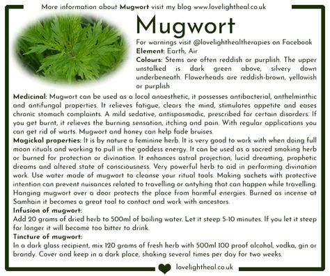 Mugwort Image Herbs For Curses, Mugwort Tea Benefits, Mugwort Tea Recipe, Mugwort Magical Properties, Skullcap Magical Properties, Motherwort Magical Properties, Mugwort Witchcraft, Mugwort Benefits, Benefits Of Mugwort