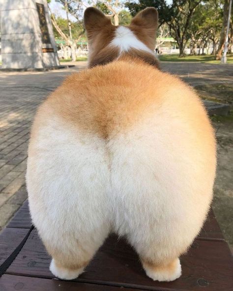 🐾 "Corgi Butt" Cuteness Alert! 🐶🍑 Behold the adorable derrière of a playful Corgi, showcasing the irresistible charm of this beloved breed! The iconic "Corgi butt" steals the show with its fluffy, stubby tail and those endearing fluffy cheeks. Prepare for a surge of smiles and "awws" as you explore this delightful canine feature! 📸 #CorgiButt #CorgiLove #AdorableTails #CutenessOverload 🐕🥰 Corgi Meme, Dog And Baby, Fluffy Corgi, Small Cardigan, Corgi Butts, Dog Home, Dog Selfie, Dog Projects, Corgi Puppy