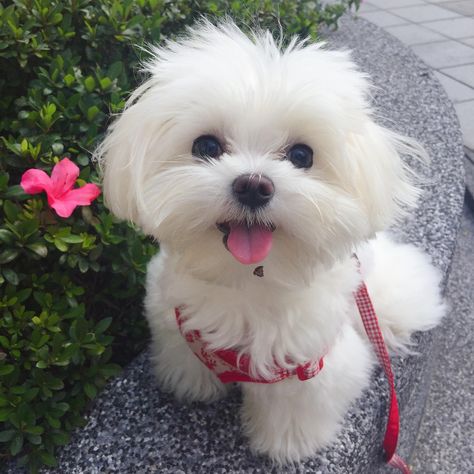 Simply adorable! Teacup Maltese, Maltese Puppies, 강아지 그림, Cute Little Puppies, Maltese Puppy, Teacup Puppies, Maltese Dogs, White Dog, Cute Dogs And Puppies