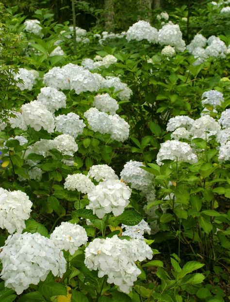 With the long growing season of zone 9 landscapes, long blooming flowers are very important. When windows can be open in the middle of winter, fragrant landscaping plants are also a benefit. Click this article for information on flowering shrubs for zone 9. Zone 9 Plants, Zone 9 Gardening, Florida Flowers, Zone 9b, Small Backyards, Florida Landscaping, Florida Plants, Florida Garden, Flower Growing