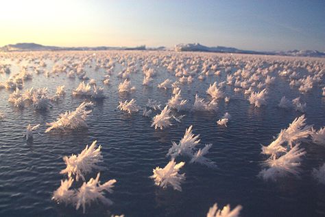 Frost Flowers, Frozen Water, Arctic Ocean, Ice Snow, Frozen Lake, Snow Flakes, Snow Ice, Snow And Ice, Natural Phenomena