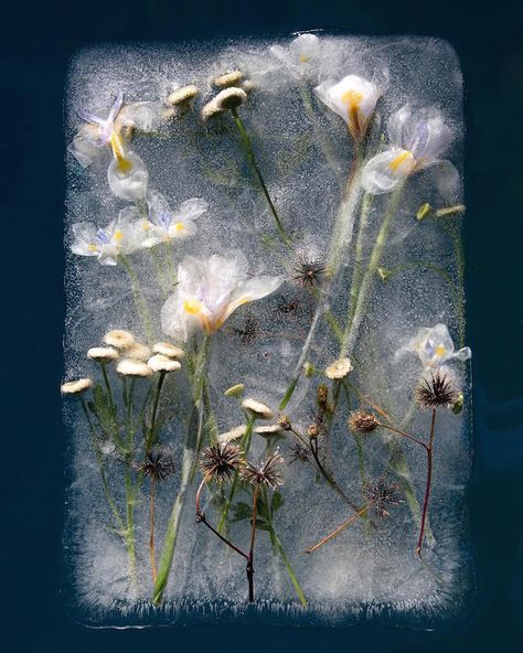 Photos of Frozen Flowers Capture the Paradoxical Beauty of Preservation and Destruction Frozen Photoshoot, Flowers In Ice, Frozen Flowers, Ice Flowers, Zero Degrees, Ice Photography, Raindrops And Roses, Photo Macro, Ice Art