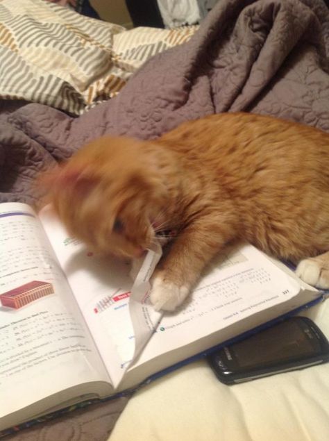 Uh…my cat ate my homework? | Community Post: 23 Cats Who Demand That You Take A Study Break Right Now Cat Humour, Söt Katt, Cat Icon, Ginger Cats, Cat Aesthetic, I Love Cats, Orange Cat, Pretty Cats