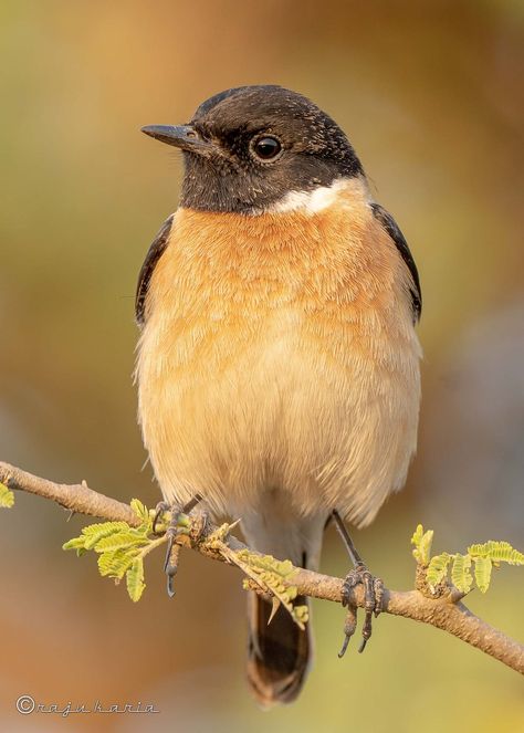 324265836_547851404036023_8097048547221248354_n Siberian Stonechat in breeding plumage [Saxicola maurus] Stonechat Bird, Stonechat, Sculpture Inspiration, Animal Sculpture, Song Bird, Animal Sculptures, Cute Animals, Birds, Sculpture