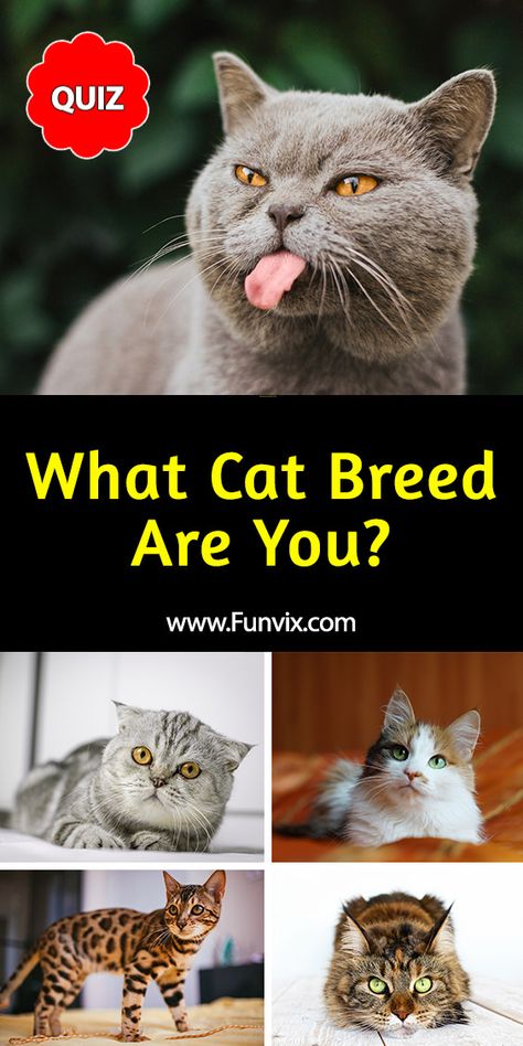 Cute Cats Names, Cats Types, Color Personality Quiz, Cat Patios, Olympic Nails, Types Of Cats Breeds, Cat Of The Day, Names Male, Cats Siamese