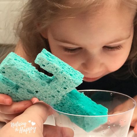 Cactus Sponge Experiment – Noticing the Happy Desert Science Experiments For Kids, Desert Art Preschool, Desert Preschool Activities, Desert Animals Activities, Desert Activities, Desert Crafts, Water Ritual, Toddler Math, Literacy Activities Preschool