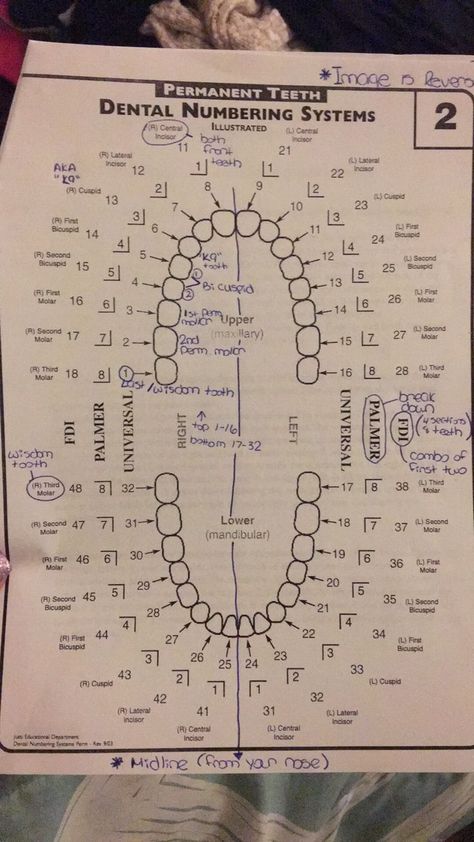 Dental Assistant Study Guide, Dental Assistant School, Dental Hygienist School, Dental Assistant Study, Dentist Assistant, Dental Hygiene Student, Dental Aesthetics, Kedokteran Gigi, Dentistry Student