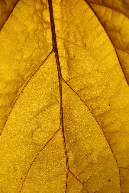 Ochre Aesthetic, Mustard Yellow Aesthetic, Autumn Texture, Yellow Texture, Mother And Child Painting, Yellow Autumn, Yellow Leaf, Yellow Textures, Abstract Floral Paintings