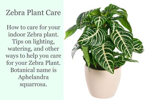 Zebra Plant Care, Bamboo House Plant, Croton Plant Care, Palm Plant Care, Lily Plant Care, Common House Plants, Peace Lily Plant, Easy House Plants, Sansevieria Plant