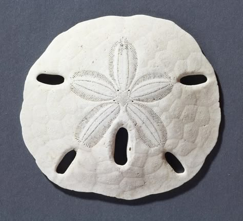 Sand dollar. (keyhole urchin) on a gray background #Sponsored , #Sponsored, #sponsored, #dollar, #background, #gray, #Sand Dollar Background, Stars And Spirals, How To Make Sand, Adorable Tattoos, Pencil Project, Sand Dollar Art, Apartment Painting, Love Yourself Tattoo, The Last Olympian