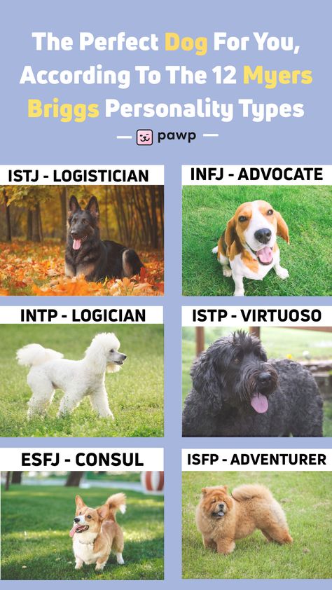 Take the Myers Briggs here if you don't know your MBTI and come back to find the dog breed that fits your personality type to a T. Happy adopting! Animal Personality Types, Mbti Animals Personality Types, Mbti Animals, Dog Personality Types, What Is My Mbti Type Quiz, Meyers Briggs Personality Types, Mbti Judging Vs Perceiving, Myers Briggs Personality Types Quiz, Dog Quizzes