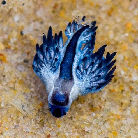 Blue Nudibranch, Blue Glaucus, Blue Sea Slug, Glaucus Atlanticus, Small Creatures, Amazing Animal Pictures, Sea Slugs, Atlantic Pacific, Deep Sea Creatures