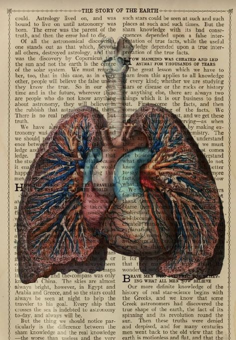 Cardiology Art, Vintage Medical Art, Biology Poster, Human Skeleton Anatomy, Dictionary Book, Medical School Life, Medical Posters, Medical Wallpaper, Biology Art