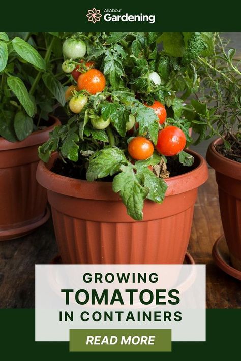 Tomato Plant In A Pot, Pot Gardening Vegetables, Growing Grape Tomatoes In Pots, Best Tomatoes To Grow In Containers, Small Garden Pots Ideas, Tomatoes Growing In Containers, Tomato Pots Growing, Vegetable Plants In Pots, Tomatoes In Pots Container Gardening