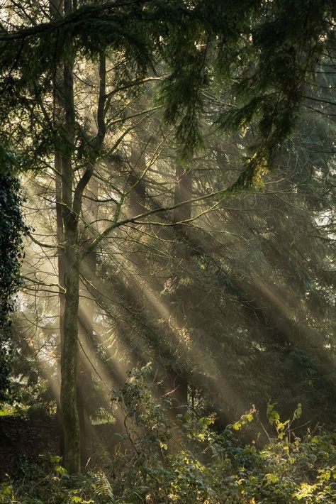 Sunlight Shining Through Trees, Sun Shining Through Forest, Sun Rays Through Trees, Sun Through Trees Aesthetic, Sunlight Through Trees Aesthetic, Arboretum Aesthetic, Sun Shining Through Trees, Sunlight Through Trees, Lisa Core