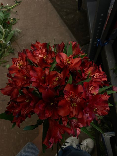 Red Lilies Flowers, Red Lillie’s, Red Lilies Aesthetic, Lilys Wedding Bouquet, Flower Lily Aesthetic, Red Lily Aesthetic, Lilys Aesthetic Flower, Peruvian Aesthetic, Red Nature Aesthetic