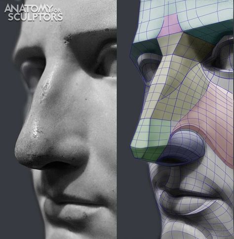 ArtStation - The Nose, Anatomy For Sculptors Anatomy Books For Artists, Nose Anatomy, Anatomy For Sculptors, Anatomy Head, Human Anatomy For Artists, Head Anatomy, Facial Anatomy, Face Anatomy, Anatomy Sculpture