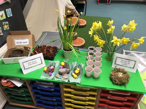 Spring interest table, EYFS Interest Table Eyfs Ideas, Growth And Change Activities Eyfs, Spring Display Ideas Classroom, Spring Tuff Tray Ideas, Jaspers Beanstalk, Spring Tuff Tray, Easter Eyfs, Life Cycle Of Animals, Spring Eyfs