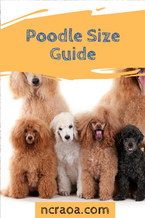 Learn more about the different sizes of poodles. Poodle Sizes Chart, Poodle Sizes, F1b Goldendoodle, Small Poodle, Different Dog Breeds, Miniature Poodle, Middle Child, Different Dogs, Types Of Dogs