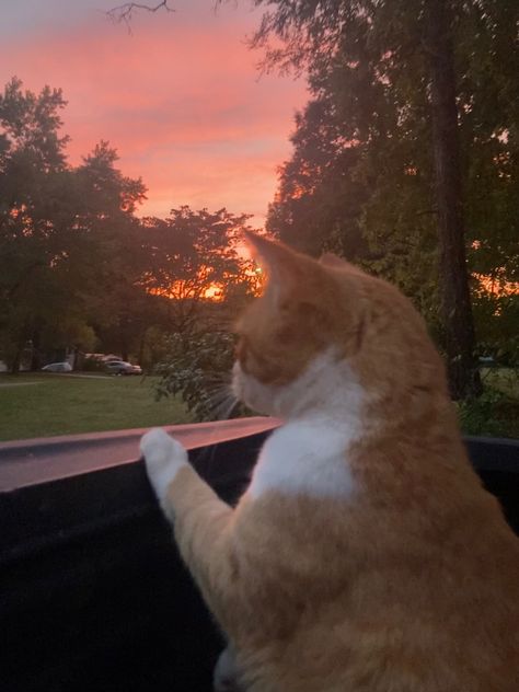 Saniya Core, Ryancore Aesthetic, Cat Asthetics Photos, Orange Cat Aesthetic, Cat Sunset, Cat Core Aesthetics, Ginger Cats Aesthetic, Cat And Sunset, Orange Cat Wallpaper Aesthetic