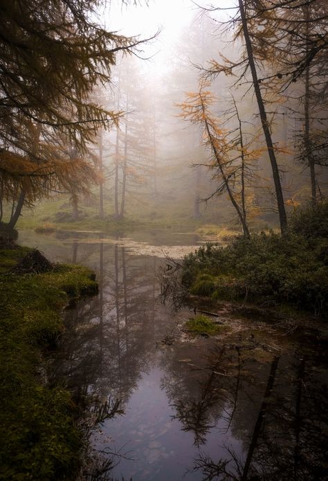 Download this photo by Robin GAILLOT-DREVON on Unsplash Swamp Wallpaper, Swamp Photo, River Houses, Autumn Court, Mobile Screensaver, Free High Resolution Photos, Free Iphone Wallpaper, Best Iphone Wallpapers, Fantasy Places