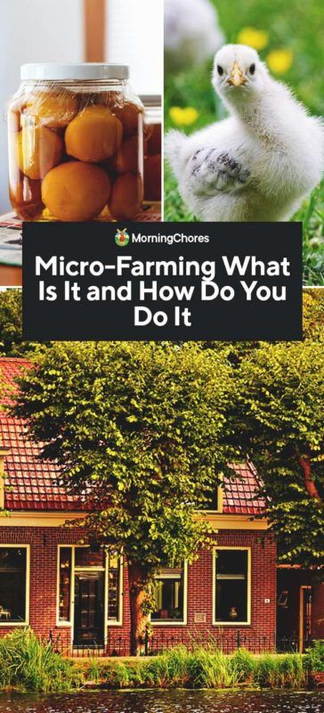 Micro-Farming: What Is It and How Do You Do It Micro Farming, Starting A Farm, Micro Farm, Front Flower Beds, Farm Plans, Homestead Life, Plant Zones, Plot Of Land, Homesteading Ideas