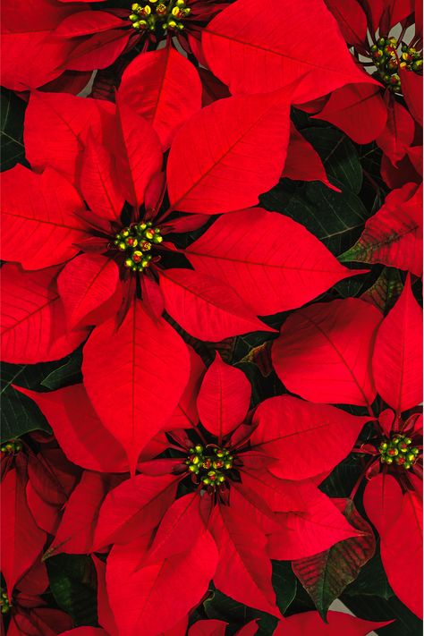 Poinsettia Wallpaper Iphone, Pointessia Christmas, Christmas Flowers Aesthetic, Christmas Ponsietta, Poinsettia Photography, Ponsietta Flowers, Pointsetta Plant, Christmas Flowers Wallpaper, Pointsetta Flower