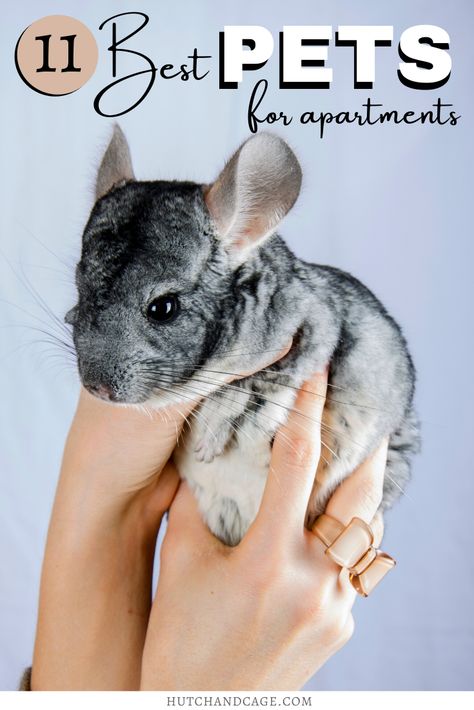 Are you looking to get a pet but have a small home or apartment? Here are 11 of the BEST pets for apartments and small homes! I small pets I small pets for small spaces I best small pets I which small pet to get I low matience pets I easy to care for pets I #smallpets #pets Best Pets For Apartments, Cute Small Pets To Have, Low Maintenance Pets For Adults, Best Pets To Have, Apartment Pet Ideas, Pets To Get, Easy Pets To Take Care Of, Small Pets To Own, Pets For Apartments