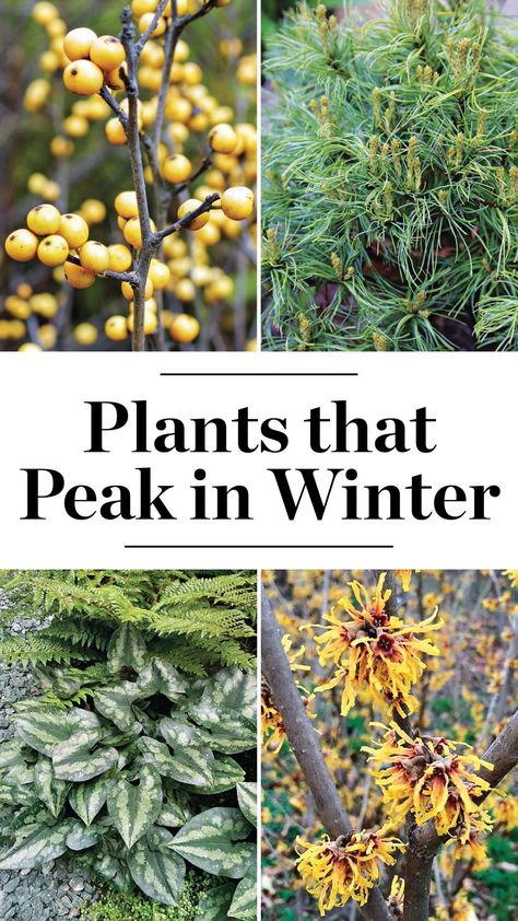 Winter Garden In Texas, Landscaping For Winter, Winter Garden Plants Outdoors, Zone 5 Winter Garden, Zone 7 Winter Garden, Winter Garden Interest, Uk Native Garden Plants, Winter Planting Ideas, Winter Interest Plants