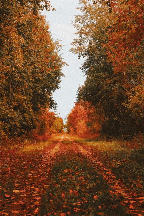 Fall Mood Board, Autumn Magic, Fall Mood, Autumn Scenery, Fall Feels, I Love Fall, Deciduous Trees, September 21, Halloween Aesthetic